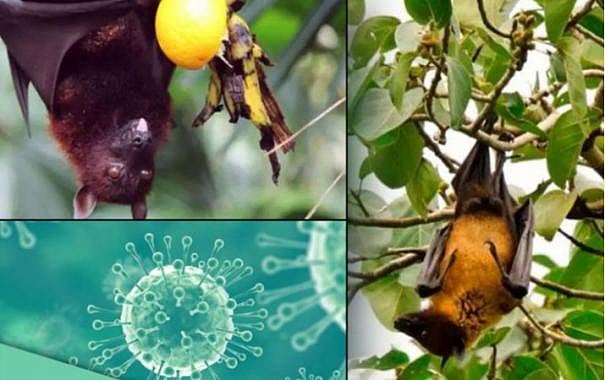 நிபா வைரஸ் தாக்காமல் இருக்க என்ன வழி? - தமிழ்நாடு சுகாதாரத்துறை வெளியிட்ட முக்கிய வழிமுறைகள்!