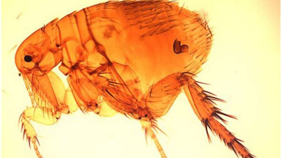 Scrub Typhus: கொரோனாவே இன்னும் ஓயல... அதற்குள் இந்தியாவை அதிரவைக்கும் புதிய வைரஸ் : அச்சத்தில் மக்கள்!