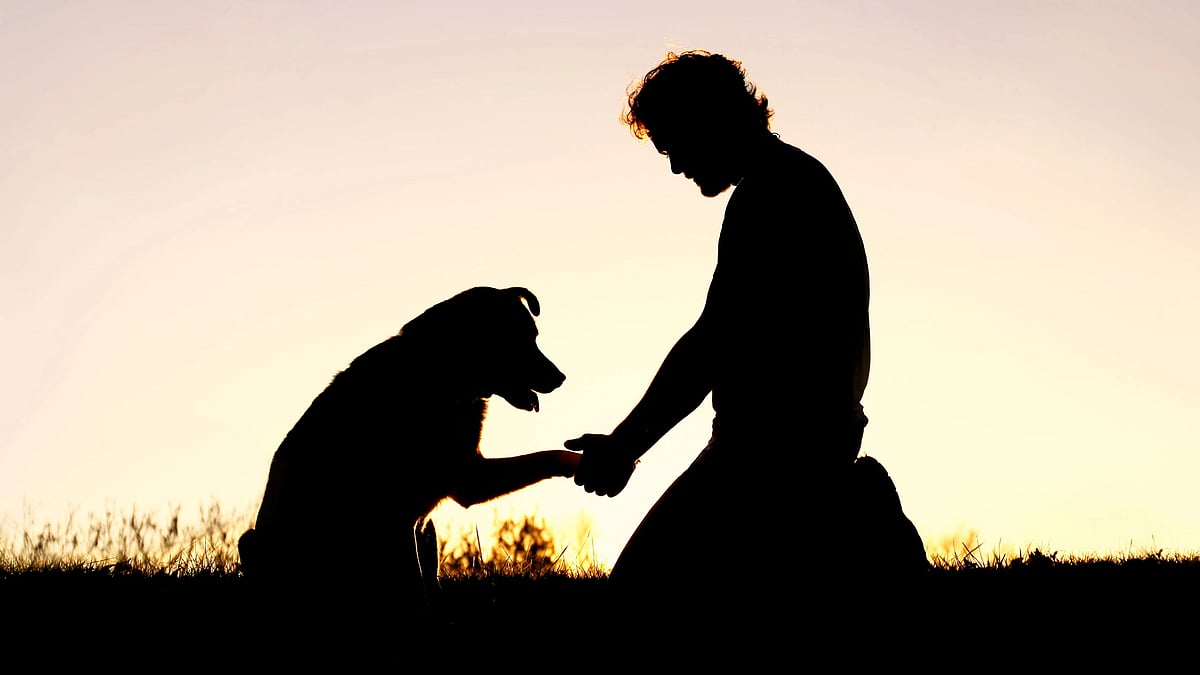 நாய்களை மனிதன் பழக்கப்படுத்தியது எப்படி? - உறவை பலப்படுத்திய முக்கியமான கூறுகள் என்னென்ன?