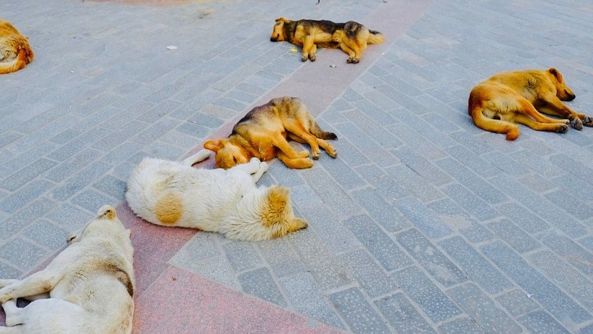 "ஒரே நேரத்தில் 100 நாய்கள் விஷம் வைத்து கொலை' : கர்நாடகாவில் அதிர்ச்சி சம்பவம் - காரணம் என்ன?