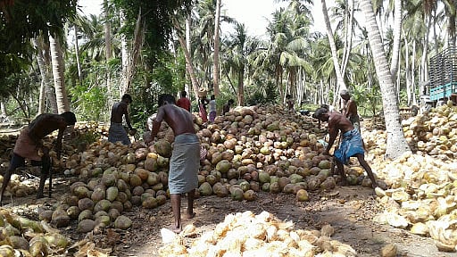 “பிள்ளையைப் பெத்தா கண்ணீரு.. தென்னையைப் பெத்தா இளநீரு” : உலகை இளைப்பாறச் செய்யும் 'தென்னை தினம்' இன்று!