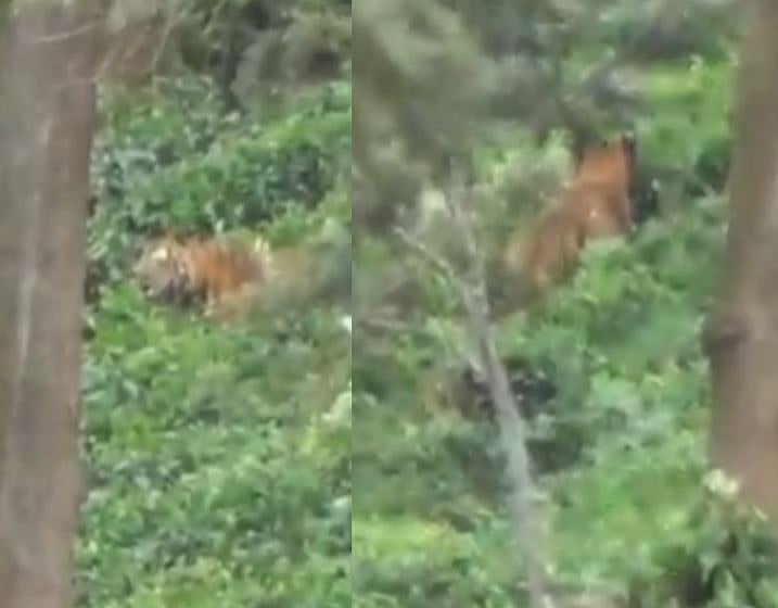 சிக்காமல் கல்தா கொடுக்கும் புலி; முடங்கிய மக்கள்: அத்தியாவசிய பொருட்கள் வழங்கி அசத்திய கூடலூர் பேரூராட்சி