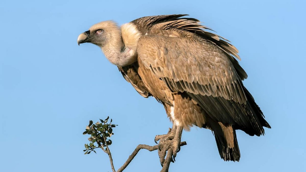 “காடுகளின் தூய்மை காவலனாக திகழும் பிணந்தின்னி ‘பாறு கழுகுகள்’ - என்ன காரணம்?” : சிறப்பு செய்தி தொகுப்பு!