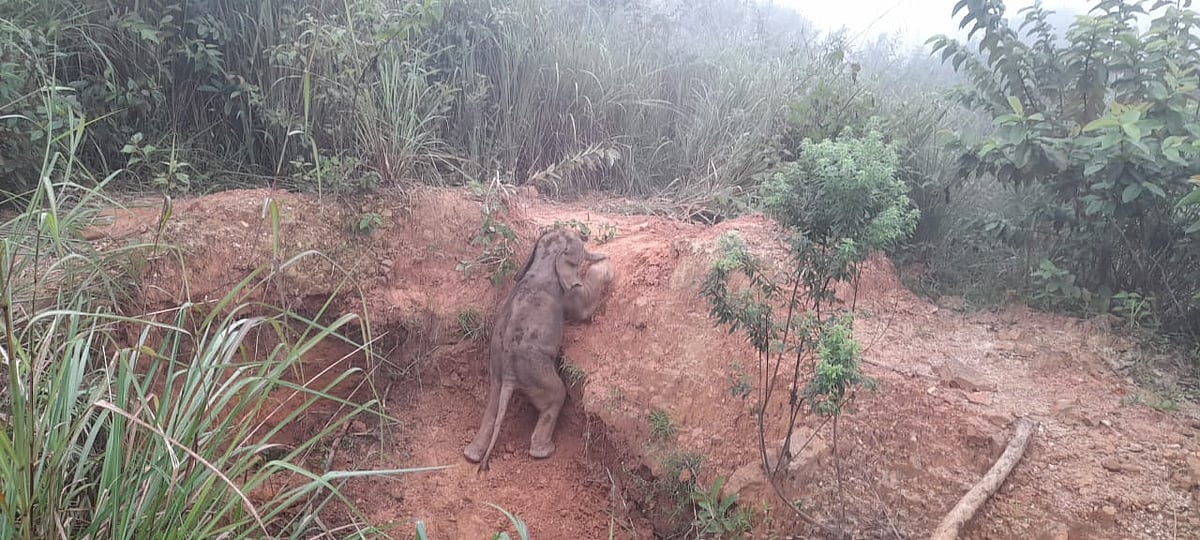 ‘சீக்கிரம் நடங்க பாஸூ’.. குழியில் சிக்கிய யானை குட்டி: 7 மணி நேரம் போராடி தாயுடன் சேர்த்து வைத்த வனத்துறை