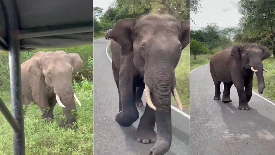 நூலிழையில் உயிர் தப்பிய பயணிகள்.. செல்ஃபி எடுக்க முயன்ற சுற்றுலா பயணிகளை விரட்டிய காட்டு யானை!