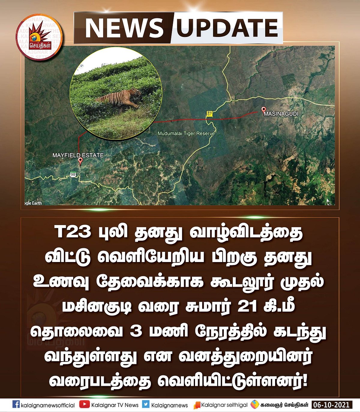 ‘ஆட்கொல்லி புலி’ என்பது என்ன? - ஏன் புலிகள் ஆட்கொல்லிகளாக மாறுகின்றன?