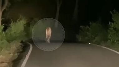 “2 முறை மயக்க ஊசி செலுத்தியும் தப்பி ஓடிய T23 புலி” : மசினக்குடி காட்டில் இரவில் நடந்த ‘திகில்’ சம்பவம்!