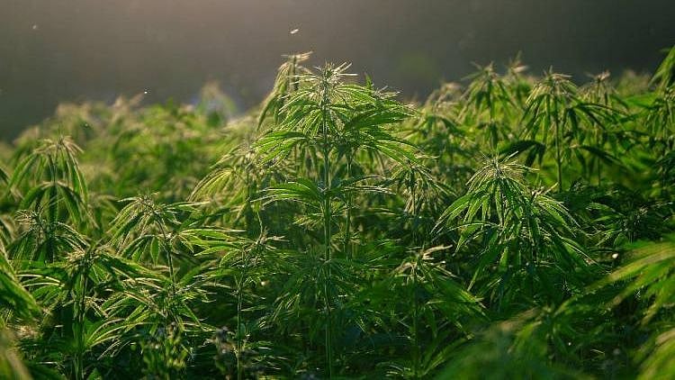 80 ஏக்கருக்குக் கஞ்சா செடி... தலைசுற்றிப்போன ஆந்திரா போலிஸ்: நடந்தது என்ன?