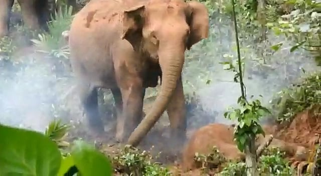 சேற்றில் சிக்கி இறந்த குட்டி யானை.. 48 மணி நேரமாக தாய் யானை உட்பட 3 யானைகள் நடத்திவரும் பாசப்போராட்டம்!