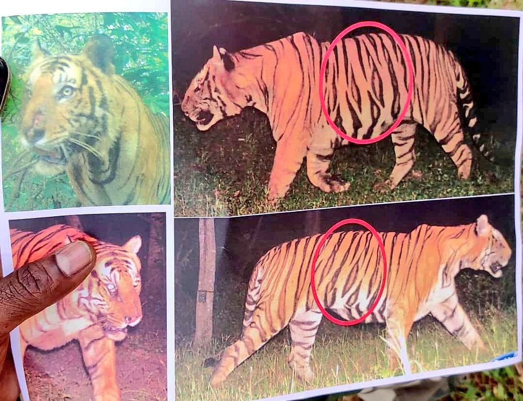 8 நாட்களாக போக்குக் காட்டிய T23 புலி; போஸ்பராவில் தென்பட்டது எப்படி? அங்கு சென்றது ஏன்?