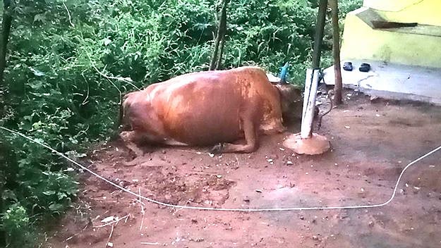 மின்சாரம் தாக்கி பசுமாடு பலி.. காப்பாற்ற முயன்ற வாலிபருக்கு நேர்ந்த விபரீதம்: தி.மலையில் நடந்த சோகம்!