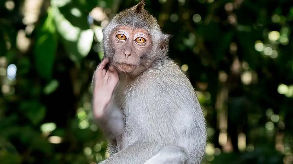 சாப்பாட்டு பொட்டலம் என நினைத்து ரூ.1 லட்சம் பணத்தை தூக்கிச்சென்று ஏமாந்த குரங்கு... ம.பி-யில் அதிர்ச்சி!