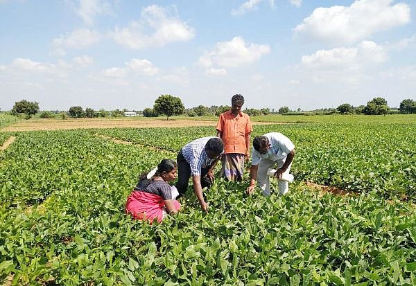 “உளுந்து, பாசிப்பயறு நேரடி கொள்முதல்.. குறைந்தபட்ச ஆதாரவிலை” : அரசின் அறிவிப்பால் விவசாயிகள் மகிழ்ச்சி!