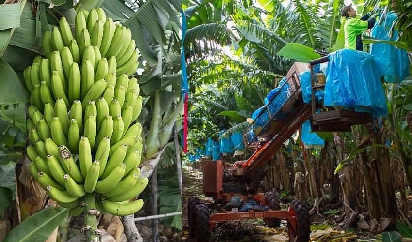 வாழைத் தொழிலாளிக்கு ரூ.4 கோடி வழங்கிய ஆஸ்திரேலிய நிறுவனம்: காரணம் என்ன தெரியுமா?