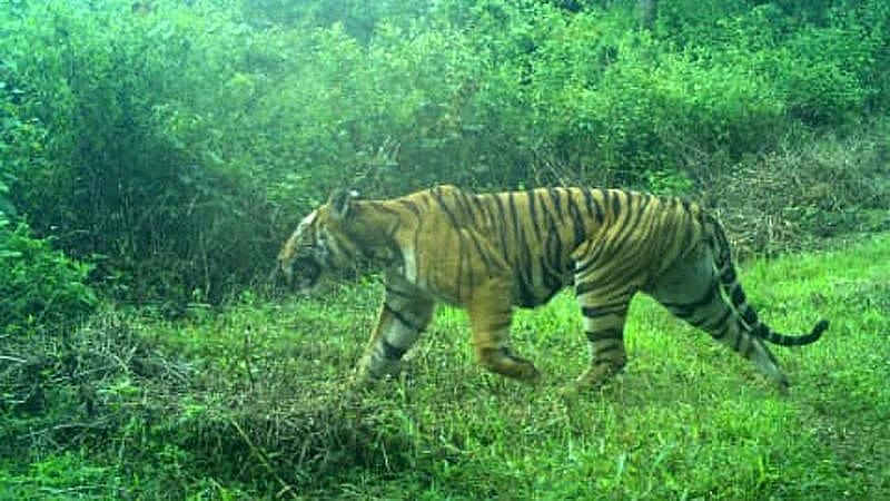 ‘ஆட்கொல்லி புலி’ என்பது என்ன? - ஏன் புலிகள் ஆட்கொல்லிகளாக மாறுகின்றன?