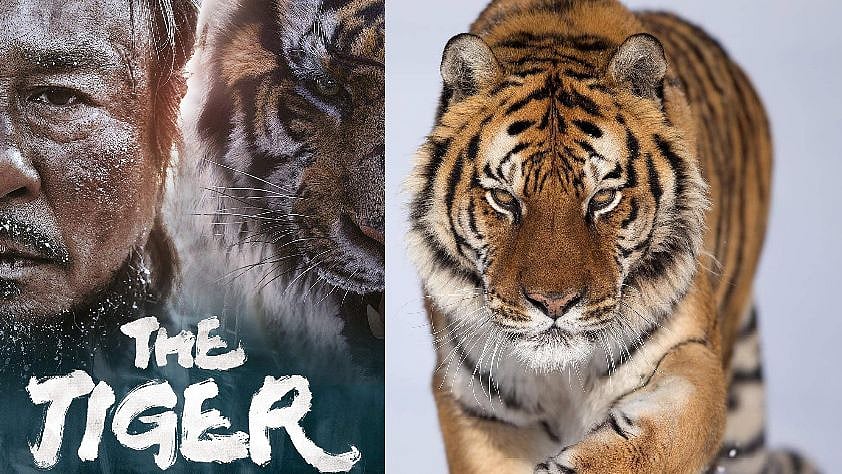 புலி வேட்டை : விருதுகளைக் குவித்த ‘Tiger An Old Hunter's Tale’ திரைப்படம் சொல்லும் செய்தி என்ன?