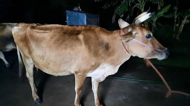 “மாடுகளை திருடி ஆன்லைன் மூலம் விற்க முயன்ற கும்பல்” : போலிஸ் எடுத்த அதிரடி நடவடிக்கை - எப்படி நடந்தது ?