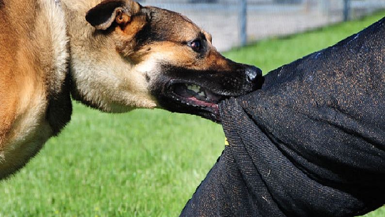 47 பேரை கடித்த வெறிநாய்... அடித்து கொன்ற பொதுமக்கள்: நடந்தது என்ன?