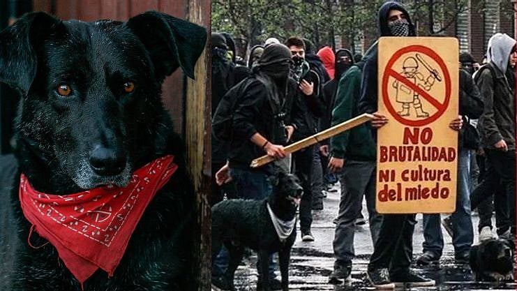 “போராட்டத்தின் குறியீடாகப் பார்க்கப்பட்ட கறுப்பு நாய்” - உங்களுக்கு ‘மடபகோஸ்’ பற்றி தெரியுமா?