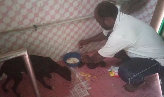 சைகை காட்டி படகை வரவழைத்து தனது குட்டிகளை காத்த செல்லப்பிராணி: சென்னை மணலியில் நெகிழ்ச்சி சம்பவம்!