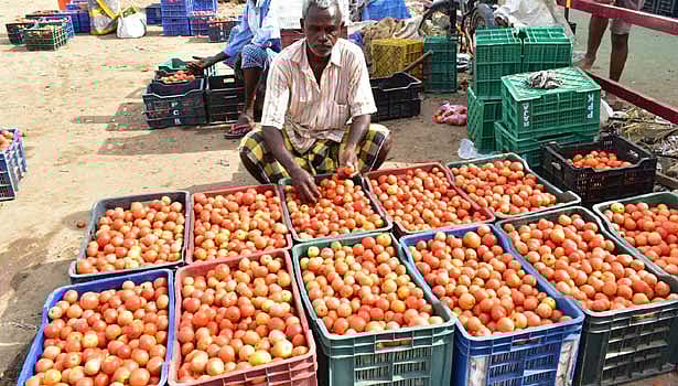 ரூ.50 வரை குறைந்த தக்காளி விலை.. இன்னும் சில நாட்களில் விலை குறைந்து இயல்பு நிலைக்கு திரும்பும்!