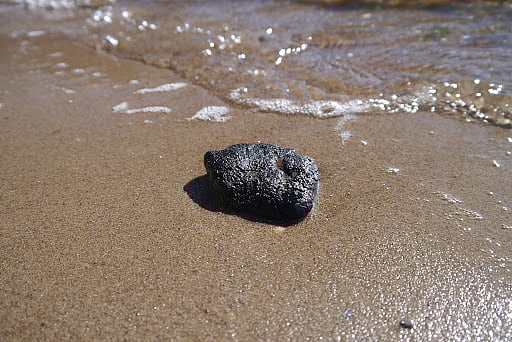 கோடிக்கணக்கில் விலைபோகும் ‘அம்பர்கிரிஸ்’ : திமிங்கலத்தின் எச்சங்களுக்கு இவ்வளவு மவுசா? - என்ன காரணம்?