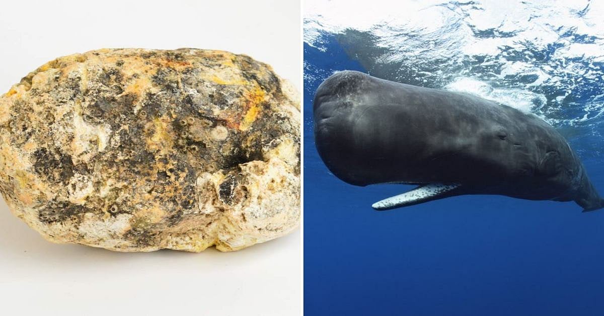 கோடிக்கணக்கில் விலைபோகும் ‘அம்பர்கிரிஸ்’ : திமிங்கலத்தின் எச்சங்களுக்கு இவ்வளவு மவுசா? - என்ன காரணம்?