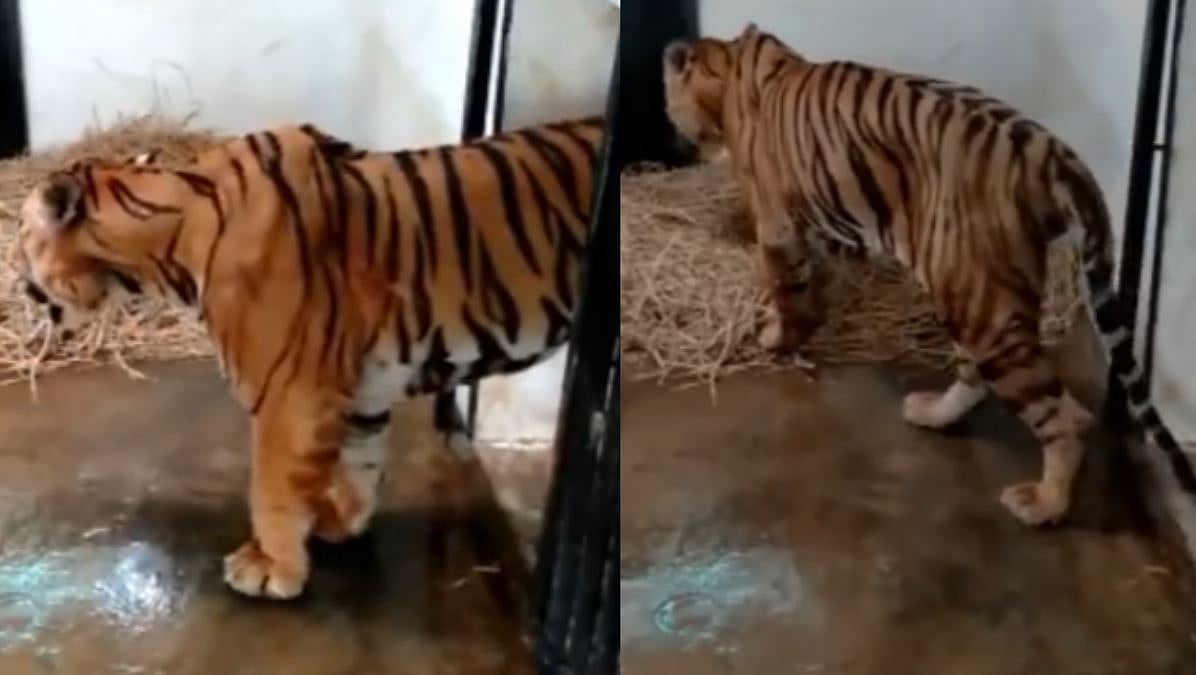 மசினகுடி டு மைசூர்: ’கூண்டுக்குள் கம்பீர நடை’ - எப்படி இருக்கிறது T23 புலி?