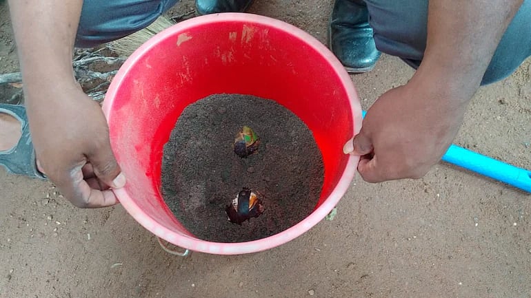 வெடிகுண்டாக மாறிய ஐஸ்கிரீம் பந்து.. வெடித்ததில் சிறுவன் காயம்: கேரளாவில் நடந்த அதிர்ச்சிகர சம்பவம்!