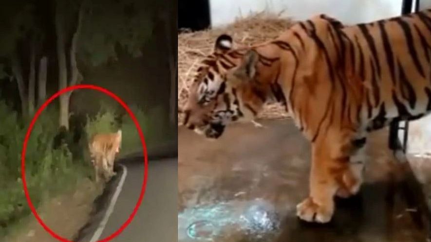 மசினகுடி டு மைசூர்: ’கூண்டுக்குள் கம்பீர நடை’ - எப்படி இருக்கிறது T23 புலி?