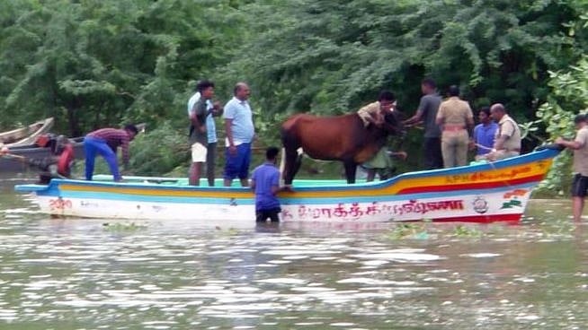 “வெள்ளத்தில் சிக்கிய 26 பசுமாடுகள் 4 மணி நேரத்தில் மீட்பு” : ‘நிஜ பசுக்காவலர்’களுக்கு குவியும் பாராட்டு!
