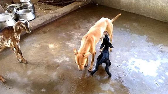 ஆட்டுக் குட்டிக்குப் பால் கொடுக்கும் நாய்.. ஆரணியில் நடந்த நெகிழ்ச்சி சம்பவம்!