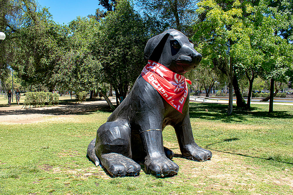 “போராட்டத்தின் குறியீடாகப் பார்க்கப்பட்ட கறுப்பு நாய்” - உங்களுக்கு ‘மடபகோஸ்’ பற்றி தெரியுமா?