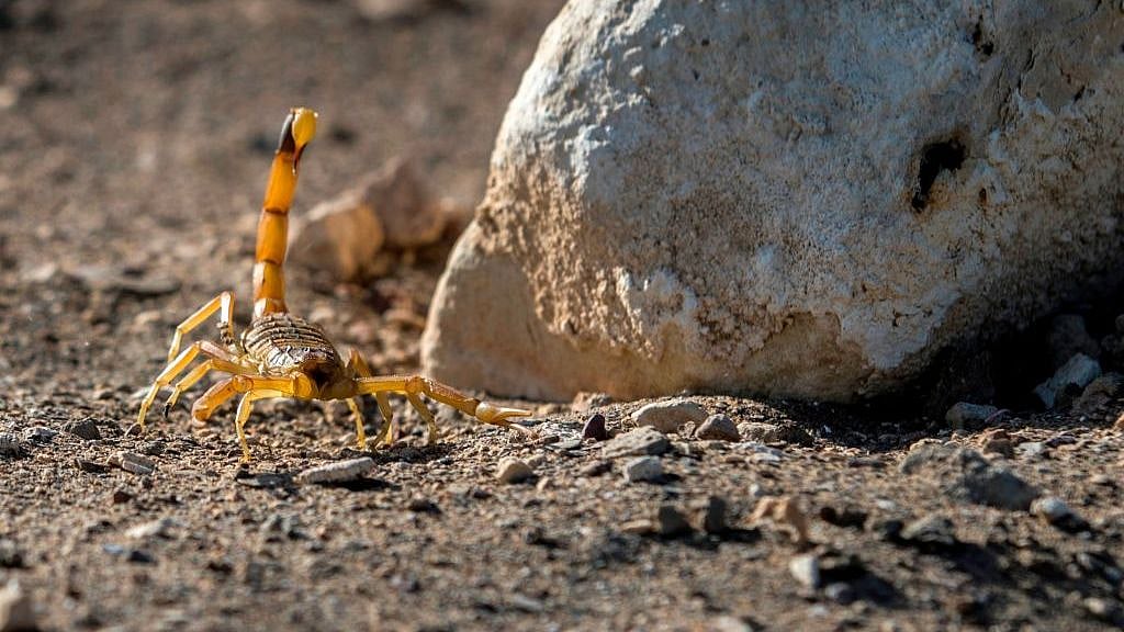 வீதியில் உலா வரும் தேள்கள்.. 3 பேர் பலி - 500 பேருக்கு தீவிர சிகிச்சை : அச்சத்தில் எகிப்து மக்கள்!