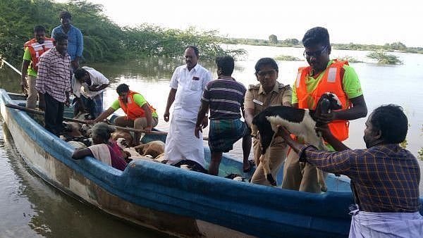 ஆற்றின் நடுவே 150 ஆடுகளுடன் வெள்ளத்தில் சிக்கிய தம்பதி : 4 மணி நேரம் போராடி மீட்ட மீட்பு படையினர்!