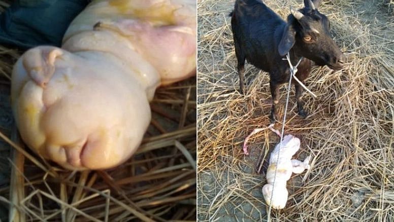 ஆட்டுக்கு பிறந்த அதிசய குழந்தை... சிறிது நேரத்தில் காத்திருந்த அதிர்ச்சி.. அசாமில் விநோத நிகழ்வு! 