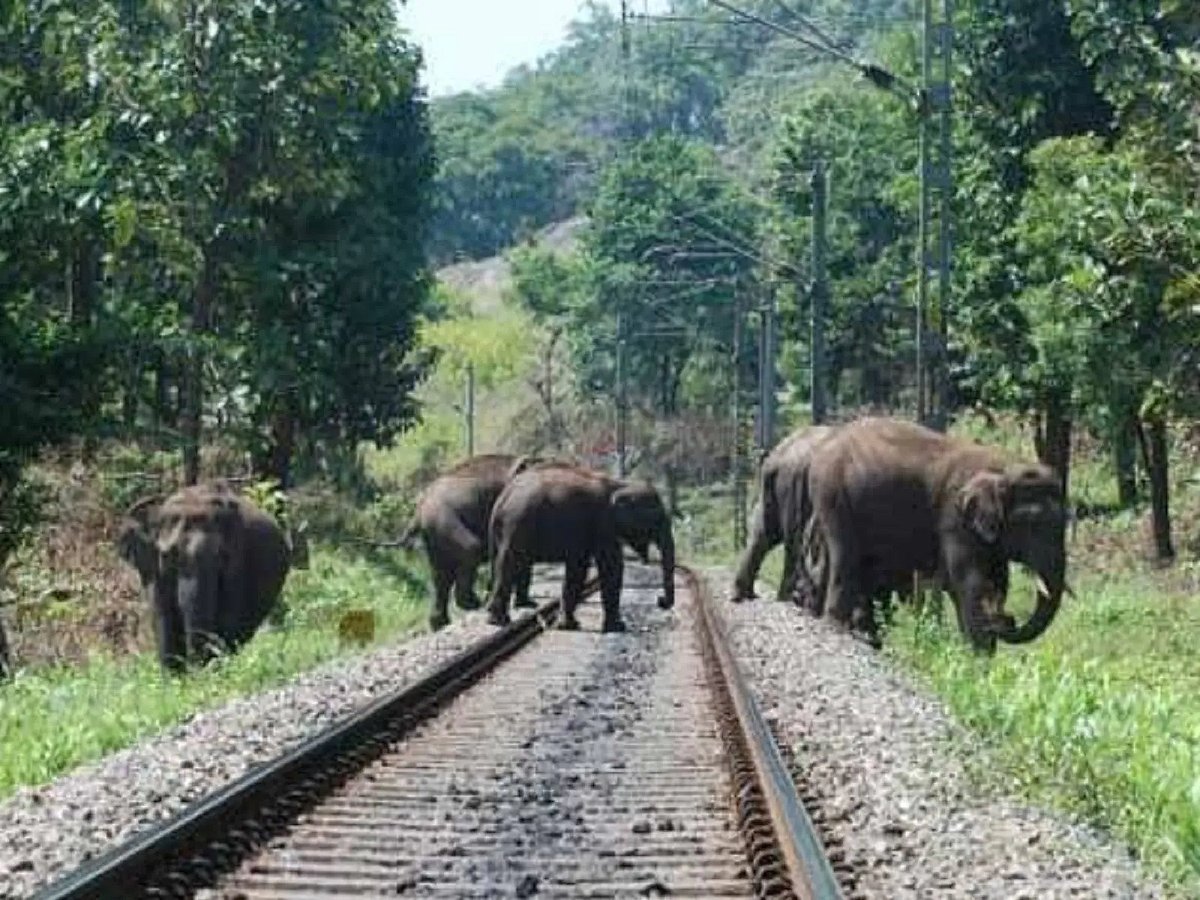 ”யானைகள் இறப்பு குறித்து கவலைப்படாதது வேதனையளிக்கிறது” - ஒன்றிய அரசுக்கு ஐகோர்ட் எச்சரிக்கை!