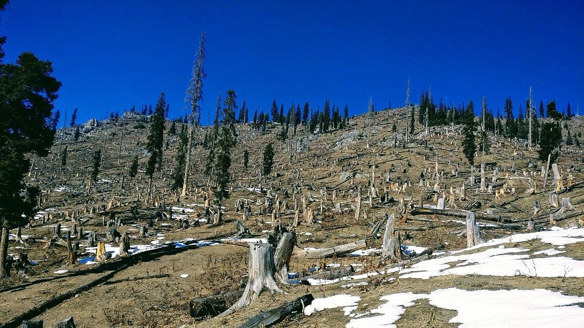 சர்வதேச மலைகள் தினம் : காணாமல் போன 727 ஹெக்டேர் வனப்பகுதி - கார்ப்ரேட்டுக்காக காஷ்மீரைப் பலிகொடுத்த பாஜக!
