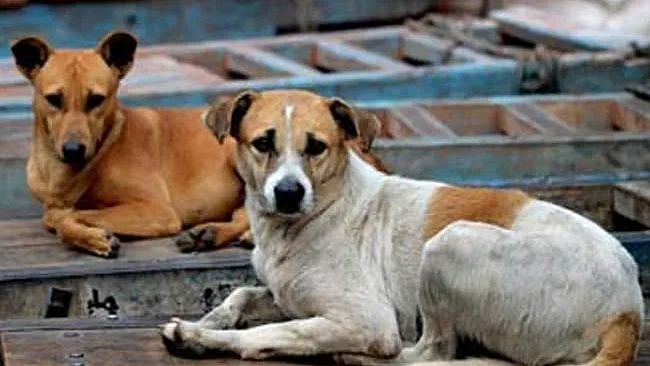 “இதுக்குப்போய் ரூ. 8 லட்சம் அபராதமா?” - தெருநாய்க்கு உணவளித்த பெண்ணுக்கு நடந்த கொடுமை!