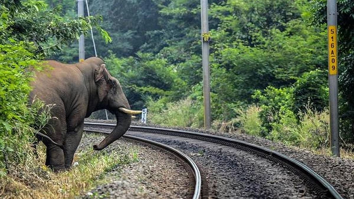 ”யானைகள் இறப்பு குறித்து கவலைப்படாதது வேதனையளிக்கிறது” - ஒன்றிய அரசுக்கு ஐகோர்ட் எச்சரிக்கை!