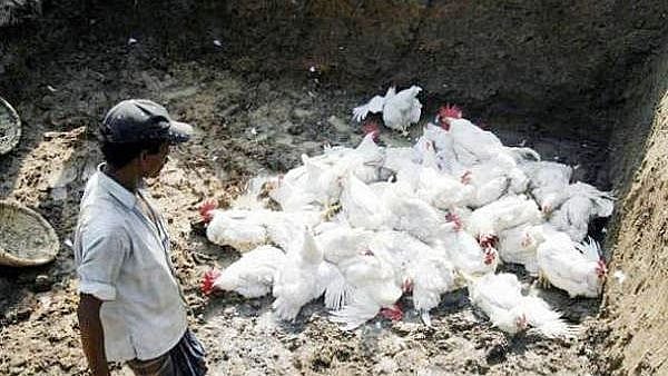 கேரளாவில் மீண்டும் பரவும் பறவைக் காய்ச்சல்.. தடுப்பு நடவடிக்கையை தீவிரப்படுத்திய நீலகிரி ஆட்சியர் !