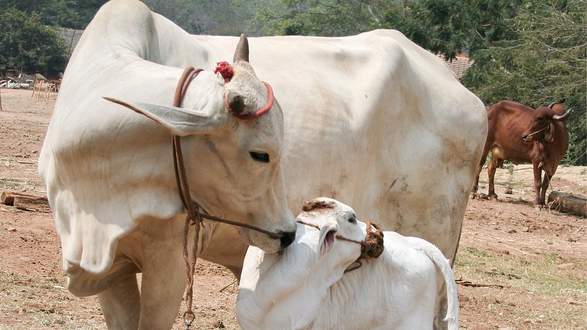 ”சார்.. நான் கறந்தா மட்டும் என் மாடு பால் கொடுக்க மறுக்குது” - போலிஸிடம் முறையிட்ட கர்நாடக விவசாயி!