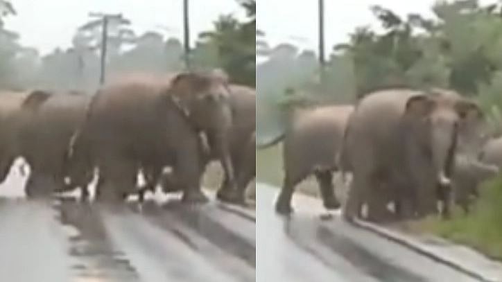 நன்றி பாஸ்... சாலையை கடக்க வழிவிட்ட வாகன ஓட்டிகள்; தும்பிக்கையை உயர்த்திய யானை - வைரல் வீடியோ!