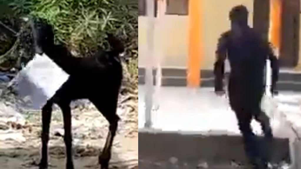 முக்கியமான ஃபைலை கவ்விச்சென்ற ஆடு; துரத்திச்சென்ற ஊழியர்; UPல் அரசு ஆவணங்களுக்கு கூட பாதுகாப்பு இல்லையா?