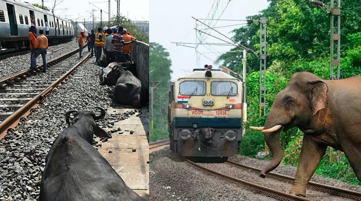 ”எந்த விலங்குகளும் ரயிலில் அடிபட்டு பலியாகக் கூடாது” - ரயில்வேக்கு சென்னை ஐகோர்ட் முக்கிய ஆணை!