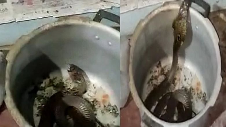 குக்கருக்குள் பதுங்கிய நல்ல பாம்பு; நடு நடுங்கிப்போன குடும்பத்தினர்; கடலூரில் பரபரப்பு!