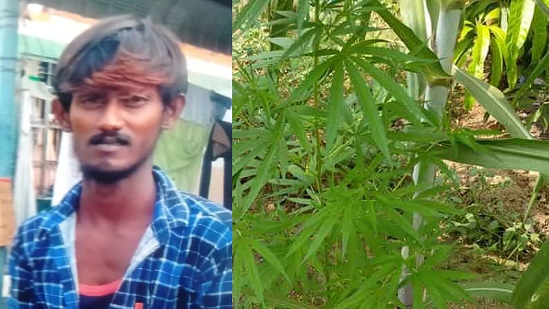 “பூச்செடிகளுக்குள் யாருக்கும் தெரியாமல் கஞ்சா செடி வளர்த்த இளைஞர்” : போலிஸ் வேட்டையில் பகீர் தகவல்!
