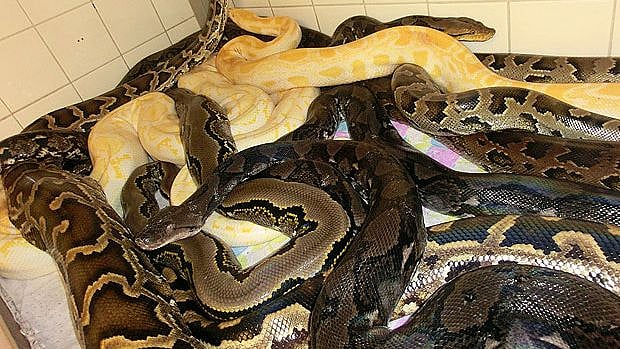 125 பாம்புகளுக்கு மத்தியில் சடலமாக கிடந்த நபர்.. அதிர்ச்சி சம்பவத்தின் பின்னணி என்ன?