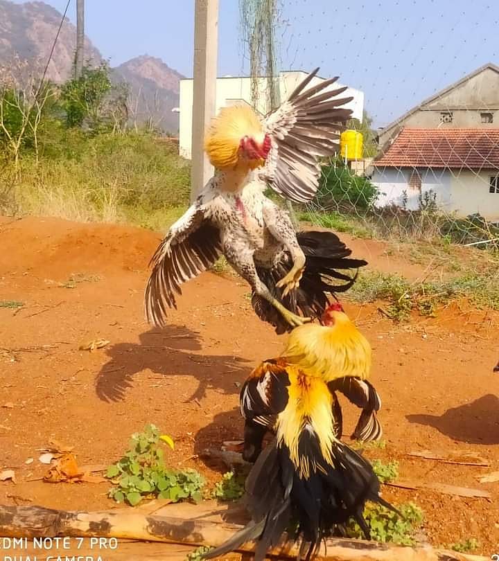 பல ஆண்டுகளாக நடைபெறாமல் இருந்த ‘சேவல் கட்டு’.. நீதிமன்ற அனுமதியோடு மோத தயாராகி வரும் சண்டை சேவல்கள்!