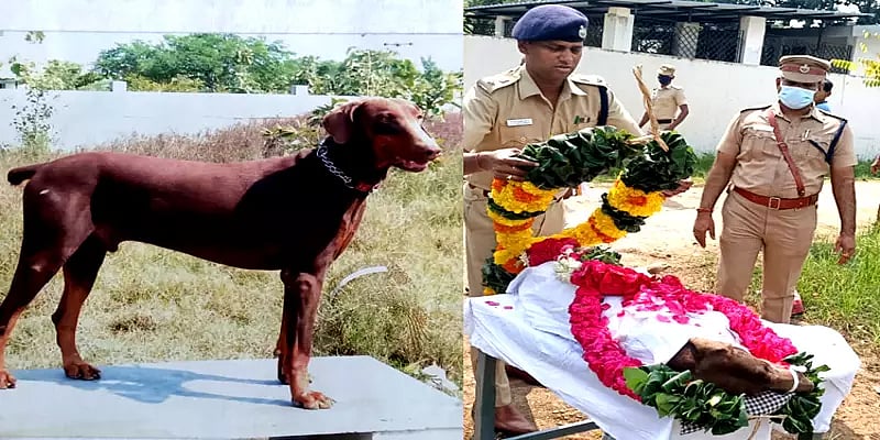 257 குற்ற வழக்குகளுக்கு உதவிய மோப்பநாய்  உயிரிழப்பு.. மரியாதை செலுத்திப் பிரியாவிடை கொடுத்த போலிஸ்!